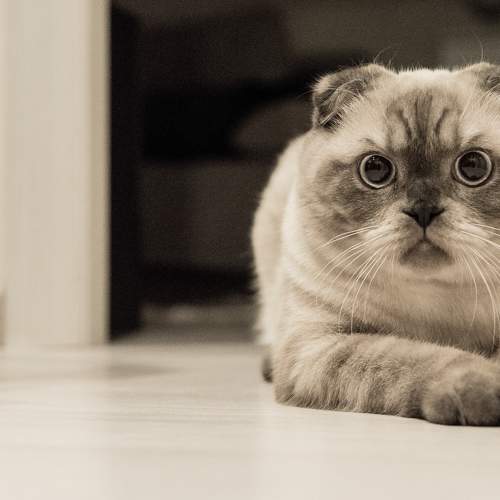 Photo #9688928