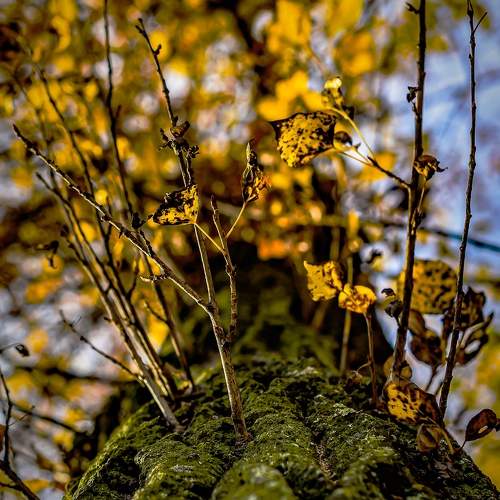 Photo #9690004