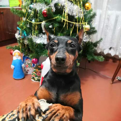 Photo #9691447