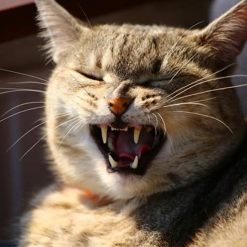 Photo #9691991