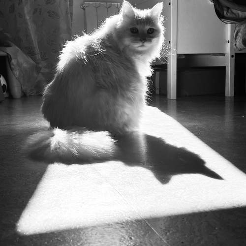 Photo #9692082