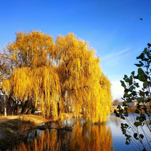 Photo #9693469