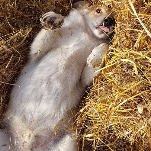 Photo #9693511