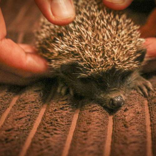 Photo #9694495