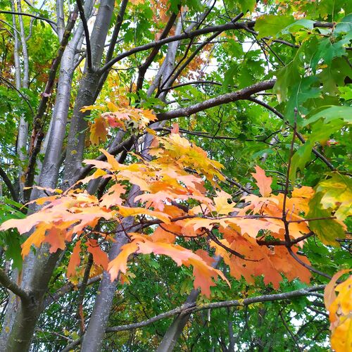 Photo #9695279