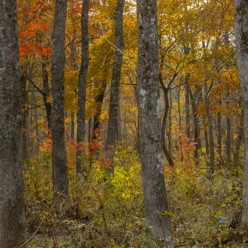 Photo #9695734
