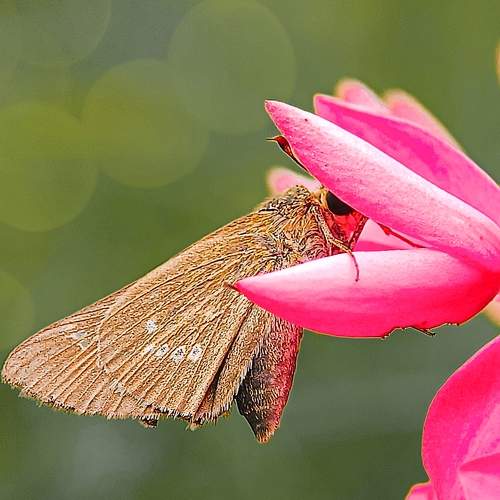 Photo #9696379