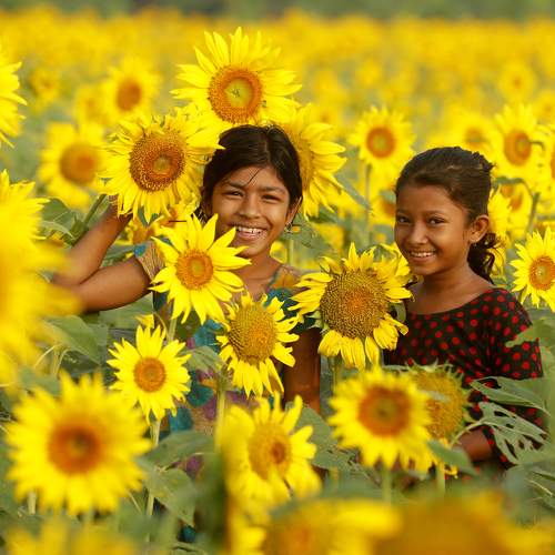 Two girl is playing in a sunflower field