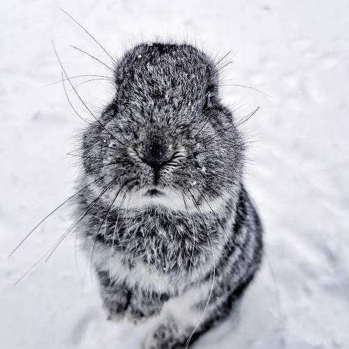 Photo #9697266