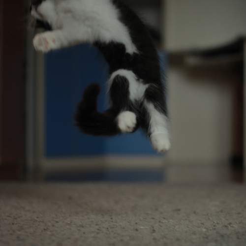 Photo #9699334
