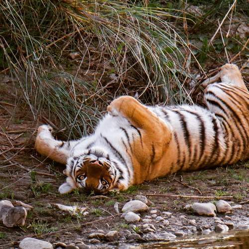 Photo #9699695