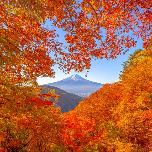 Photo #9700442
