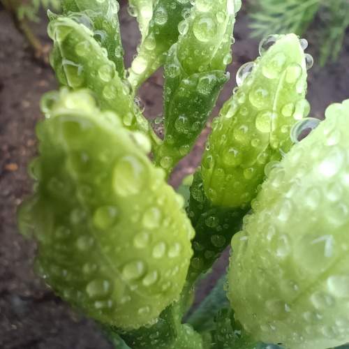 Photo #9700833