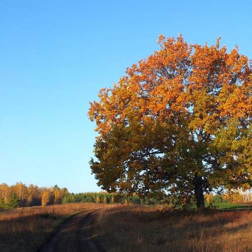 Photo #9700885
