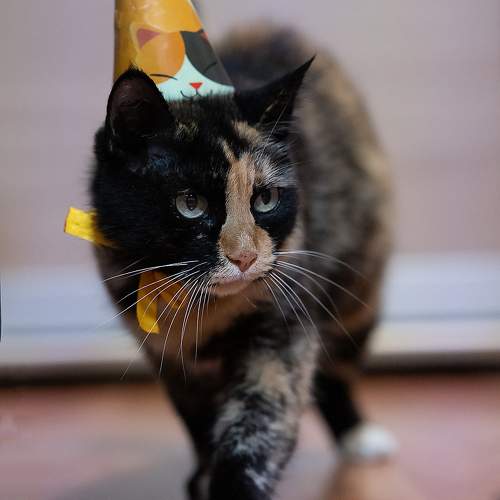 Photo #9701172