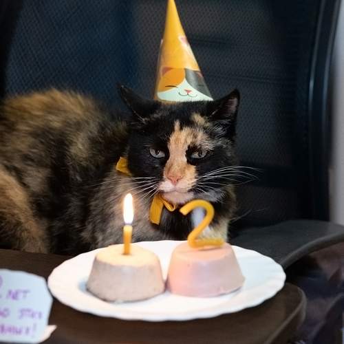 Photo #9701173
