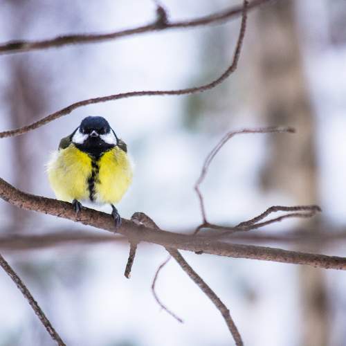 Photo #9701279