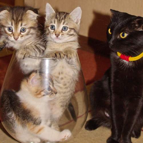Photo #9701625