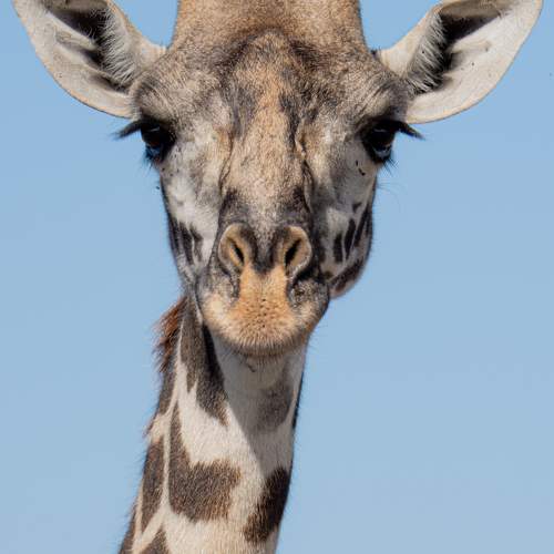 Photo #9701688