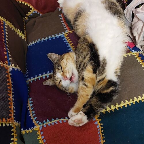 Photo #9702330