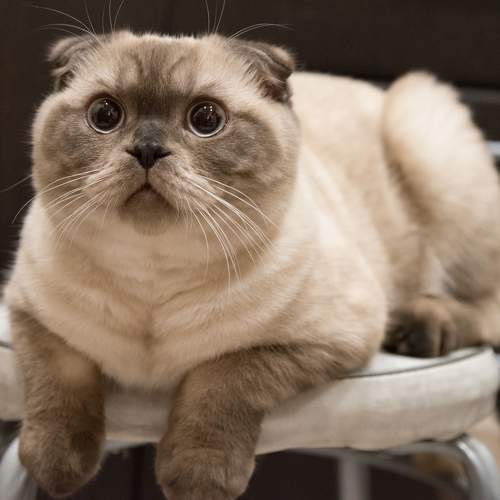 Photo #9702347