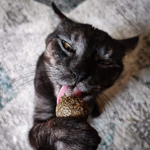 Photo #9702451