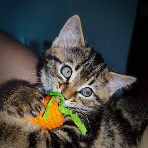 Photo #9702452