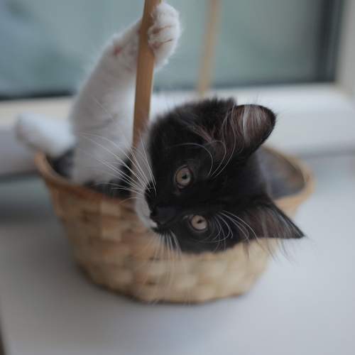 Photo #9702547
