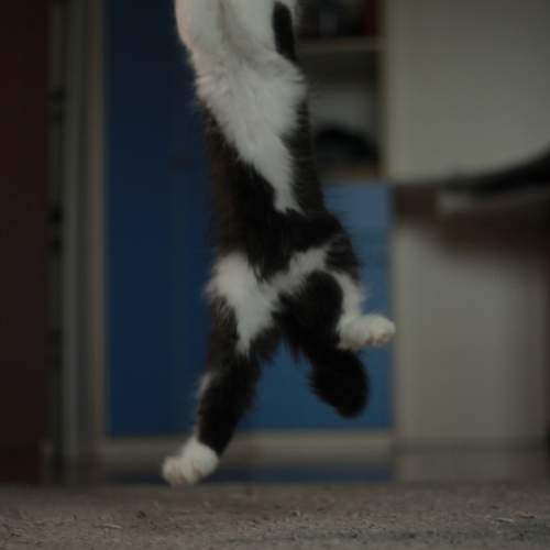 Photo #9702557