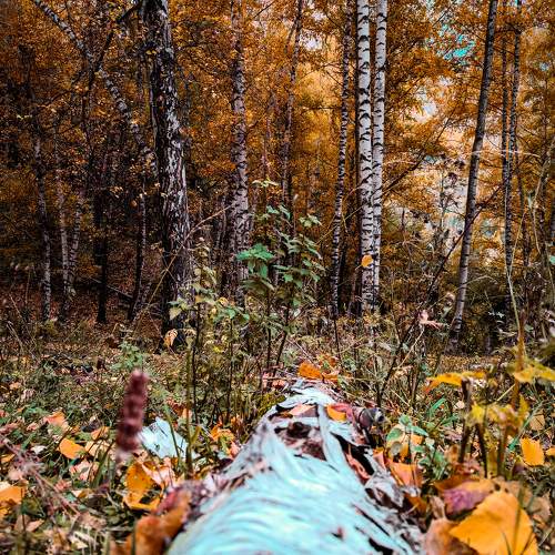 Photo #9702640