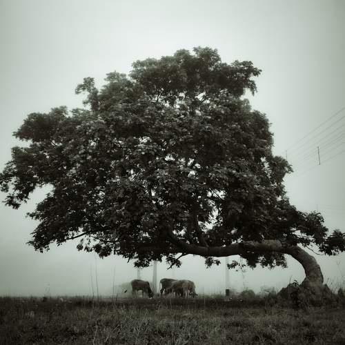 Photo #9702730