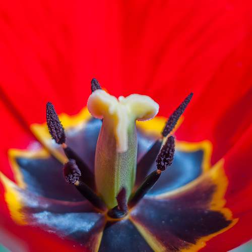 Photo #9703537