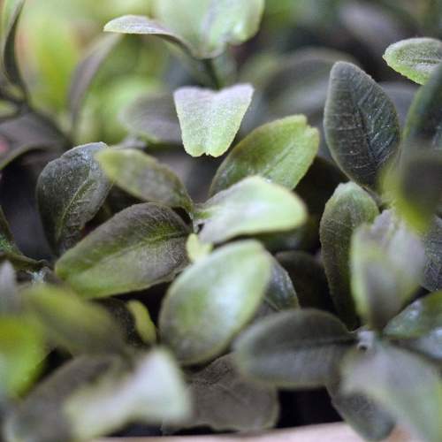 Photo #9705432