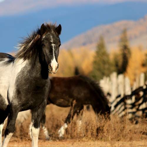 Photo #9705890