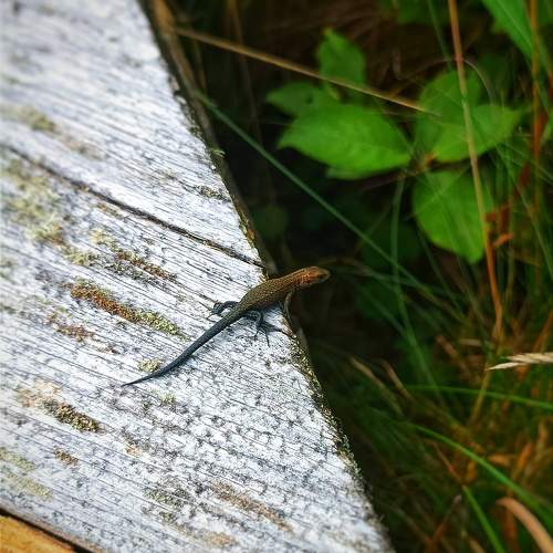 Photo #9706050