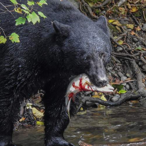 Photo #9706345
