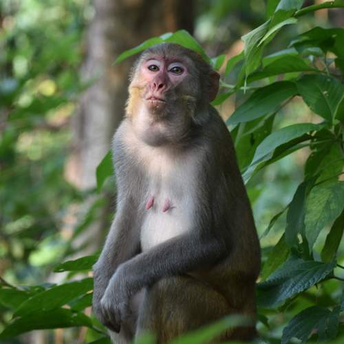 Monkey King