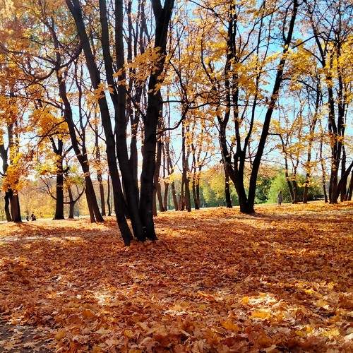 Золотая осень