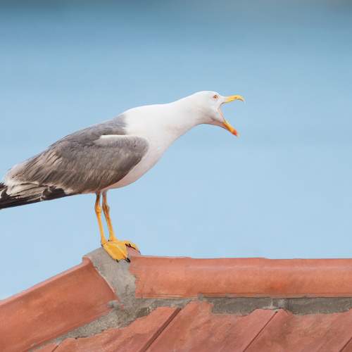 Photo #9708276