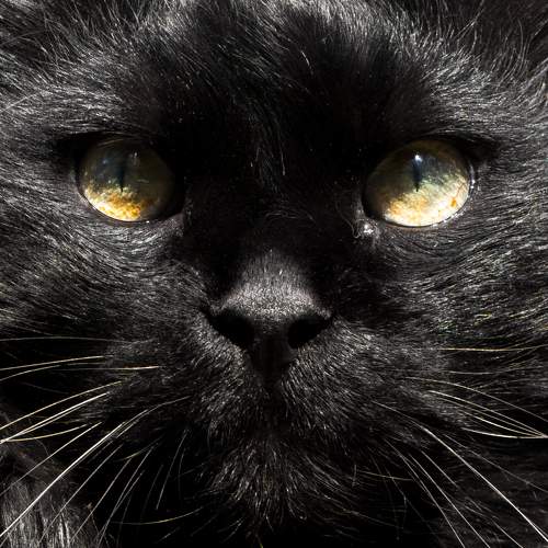 Учёный кот.