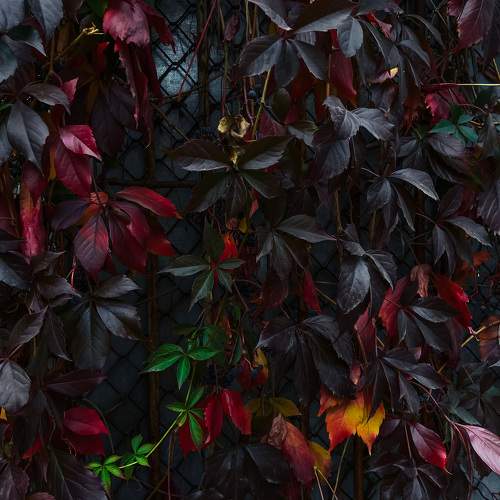 Photo #9709042
