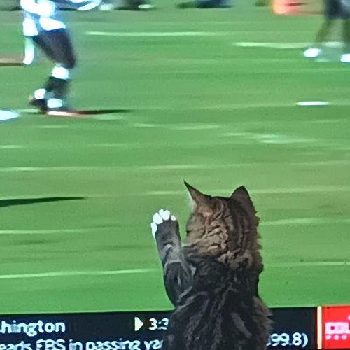 Photo #9709430