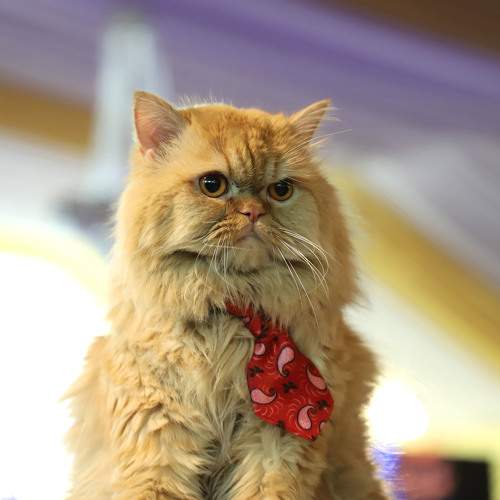 Photo #9709599