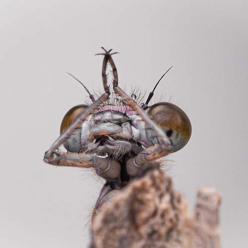 Photo #9710759