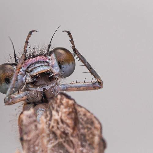 Photo #9710764