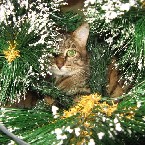 Photo #9710913