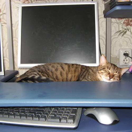Photo #9710946
