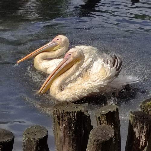 Photo #9711217