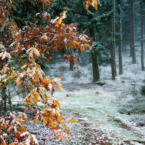 Photo #9711275
