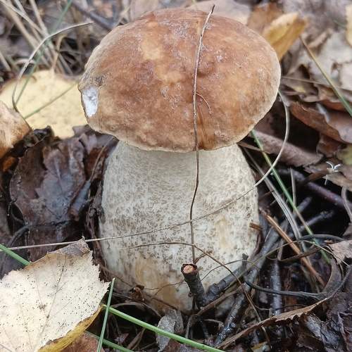 Photo #9711980